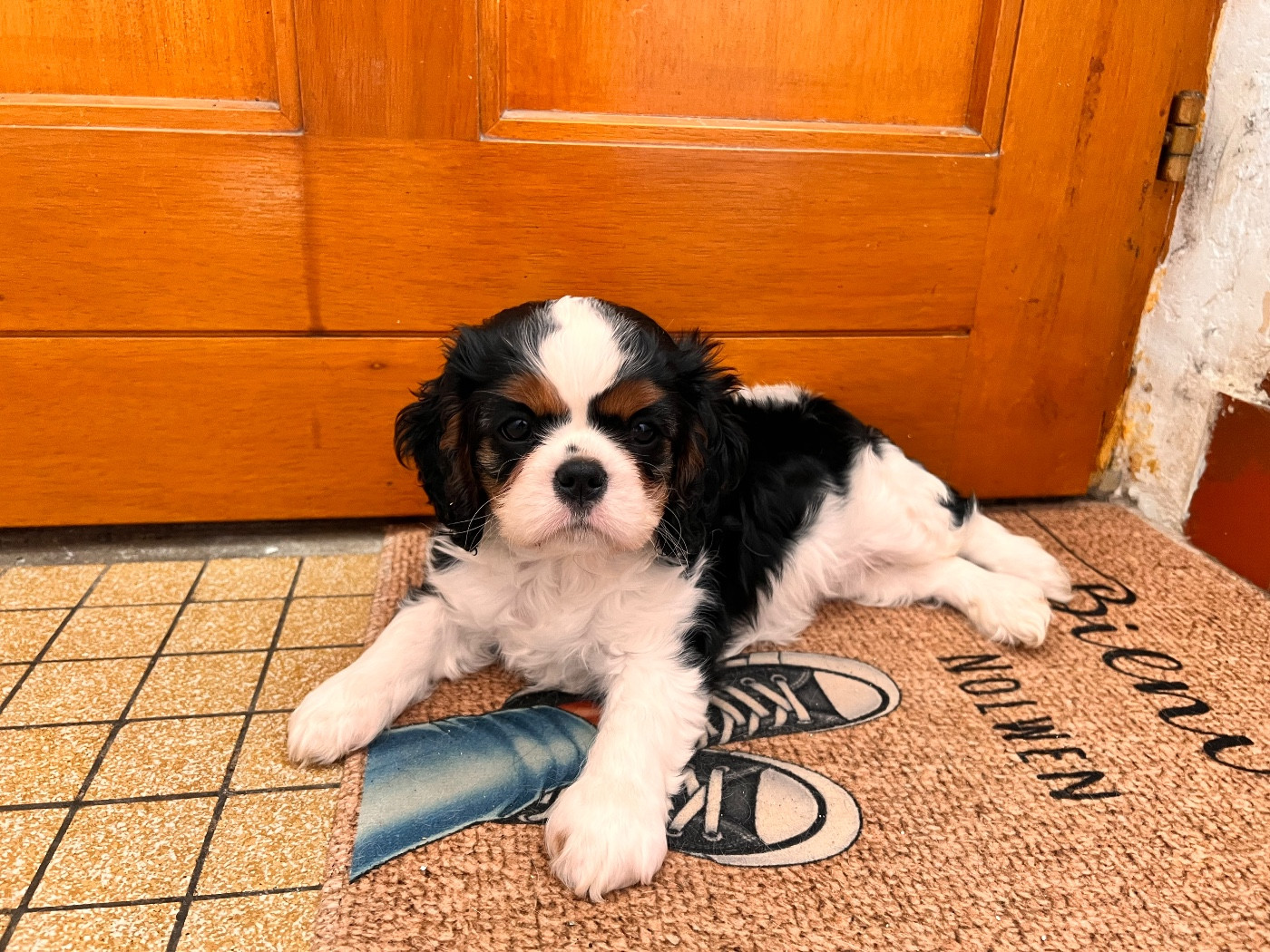 Des Cav’ Du Layon - Cavalier King Charles Spaniel - Portée née le 22/07/2025